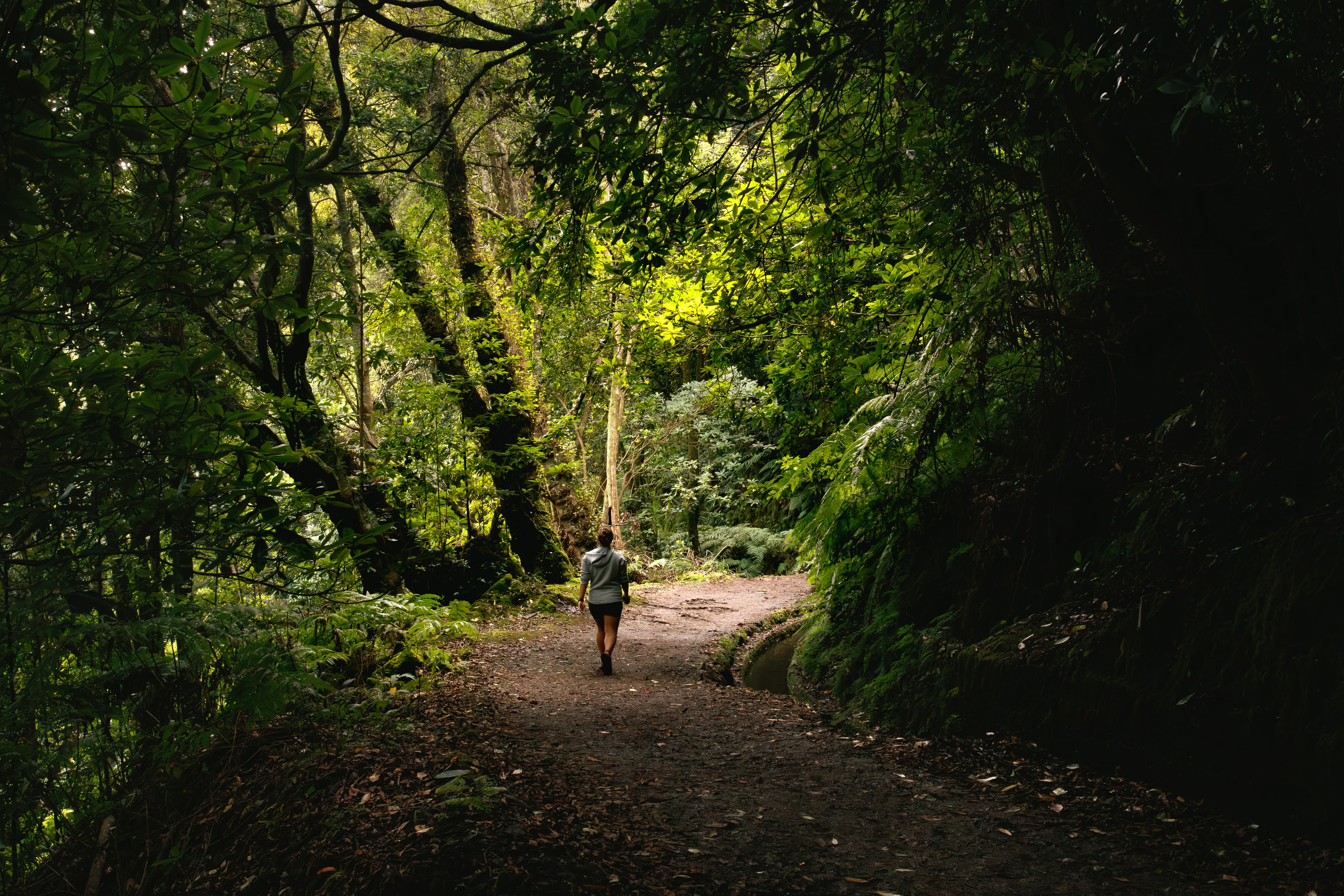 Dense forest canopy